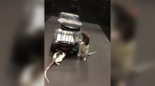 Watch these rats drive little cars for mental health research | CBS 4 - Indianapolis News, Weather, Traffic and Sports