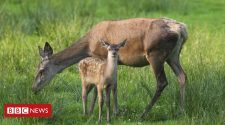 Climate change alters Highland red deer gene pool