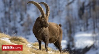 Hunters of rare Swiss ibex stir Alps wildlife row