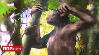 'Astonishing' fossil ape discovery revealed