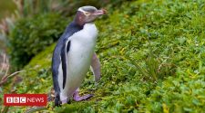 Bird of the Year: Rare anti-social penguin wins New Zealand poll