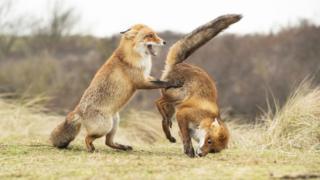 Two fox cubs dancing