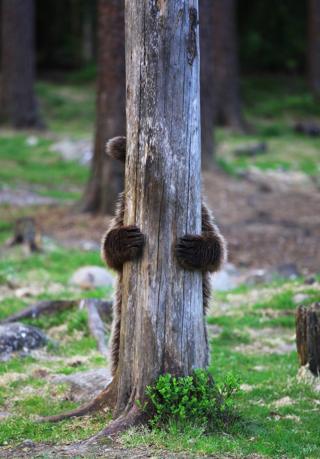 A bear hides behind a tree