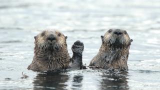 Otters waving