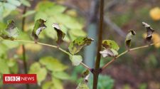 New hope for trees affected by ash dieback