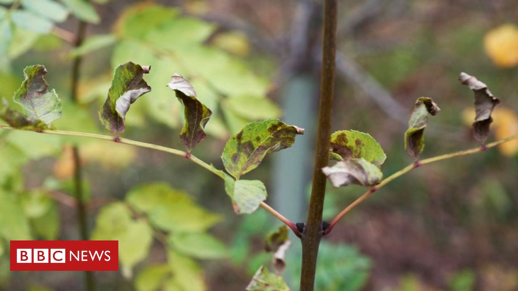 New hope for trees affected by ash dieback