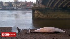 Battersea Bridge whale found motionless on shore