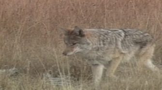 Coyote killing contest organizer says he’s not breaking any rules