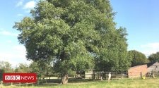 'Forgotten' elm tree set to make a comeback