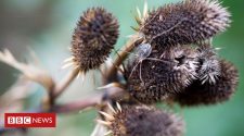 Biodiversity: The best plants for attracting insects to gardens