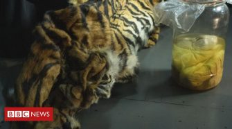 Four tiger foetuses found in Indonesian 'poacher' arrests
