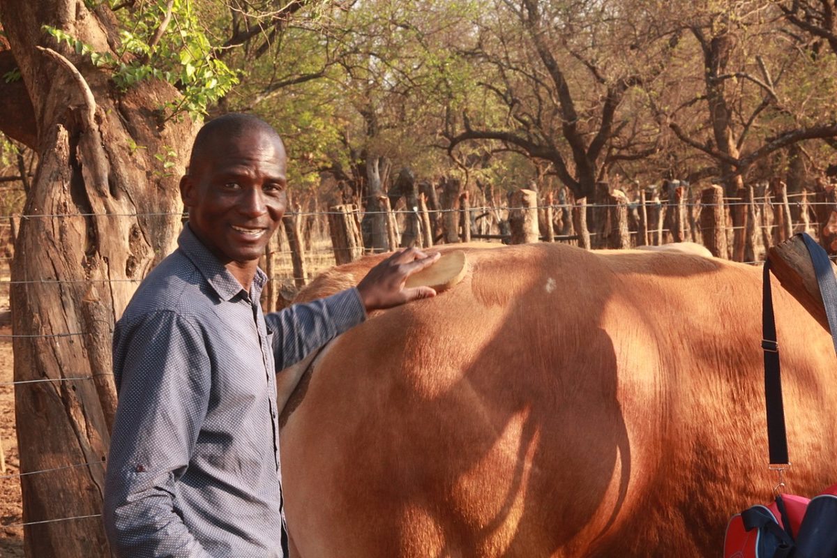 A farmer with his bull at Kalakamati, Botswana. Image by Mompati Dikunwane via Wikicommons (CC BY-SA 4.0)