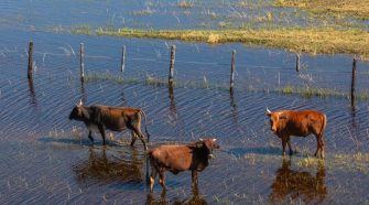 Cattle and wildlife compete in Southern Africa