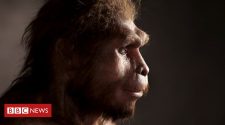 Homo erectus: Ancient humans survived longer than we thought