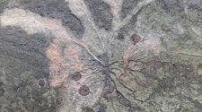 World’s oldest fossil trees discovered in New York