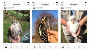 Jim Todd's Instagram posts of birds