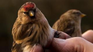 Two lesser redpolls gently held after leg tagging