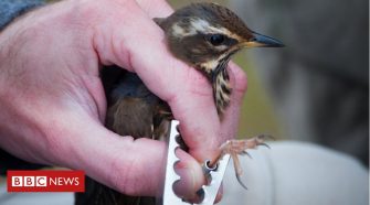Why I spend my weekends ringing birds