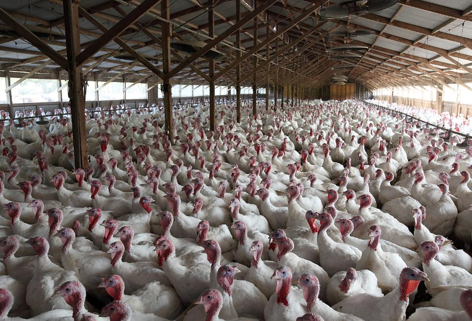 Turkeys Roam On California Farm Ahead Of The Holiday Season