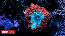 Is 'super coral' the key to saving the world's reefs?