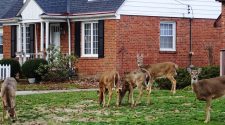Backyard deer raise concerns about spread of disease: Health Matters