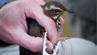 Redwing being tagged