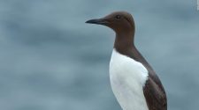 A blob of hot ocean water killed a million seabirds, scientists say