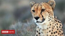Endangered cheetahs can return to Indian forests - court