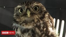 Rescued owl was 'too fat to fly', Suffolk sanctuary says