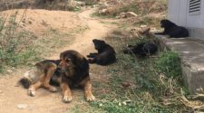 Bhutan looks to technology to control dog population, Digital News