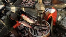 Breaking down Alaska seafood’s economic value