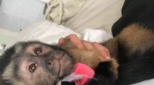 Search for missing monkey that escaped during break-in at Galveston home, officials say