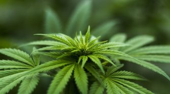 Cannabis edibles present novel health risks