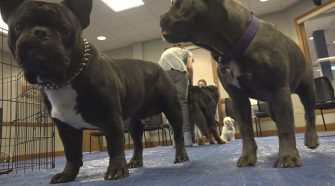 School of Mines and Technology hosts their wellness fair: therapy dogs included