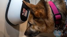 New technology allows pet owners to spy on every sniff and shredded slipper