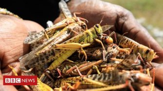 Somalia declares emergency over locust swarms