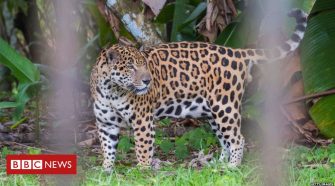 Conservation: New protections for jaguar and Asian elephant