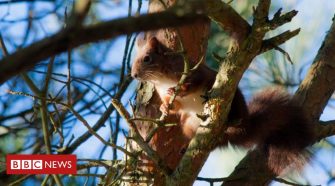 Red squirrels sniff out danger better than greys