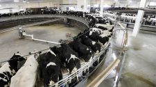 US dairy farmers look to technology in fight to survive