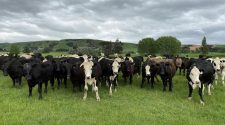 Farmer given home detention for breaking more than 150 cows' tails