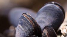 The Sticky Truth Behind Mussels’ Adhesive Power | Asian Scientist Magazine