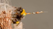 Scientists look to bees to develop drone technology