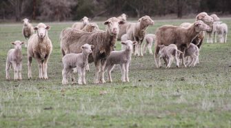 Spotlight on sheep industry technology | Farm Weekly