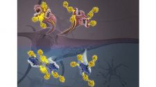 Study Reveals Alzheimer’s Protein Tau in Unprecedented Detail