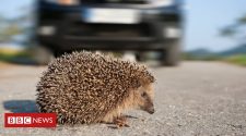 Nottingham Trent University study to assess impact of traffic on hedgehogs