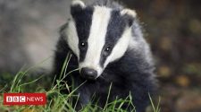 Badger cull to be replaced by vaccines in bovine TB fight