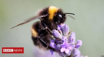 Urban pollinators make beeline for native violet blooms