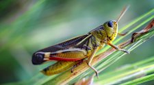 Why Taller Grass Can Be Bad News For Grasshoppers : The Salt : NPR