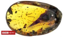 Smallest dinosaur found 'trapped in amber'
