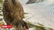 Fossil 'wonderchicken' could be earliest known fowl